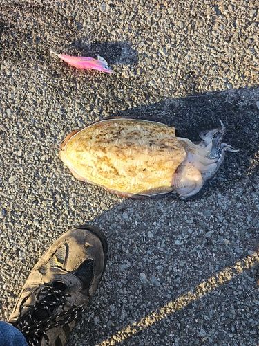 コウイカの釣果