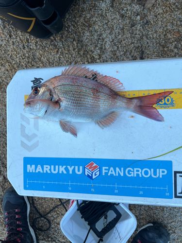 マダイの釣果
