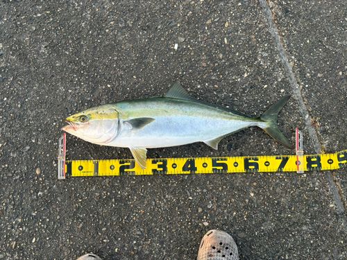 ブリの釣果