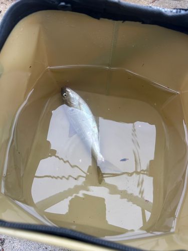 コノシロの釣果