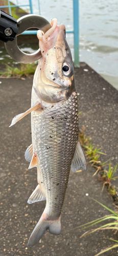 ニゴイの釣果