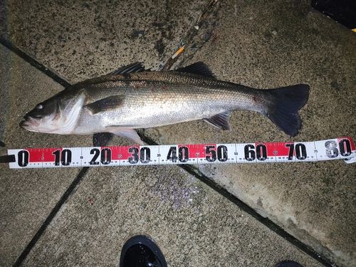 スズキの釣果