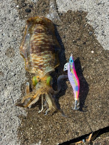 アオリイカの釣果