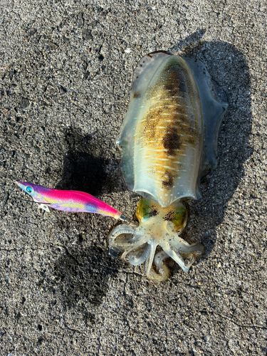 アオリイカの釣果