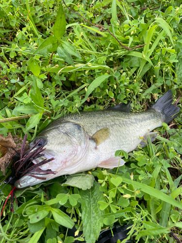 ラージマウスバスの釣果