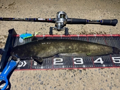 ナマズの釣果