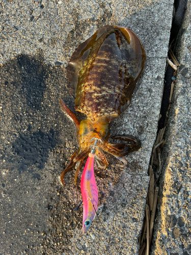 アオリイカの釣果