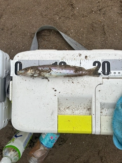 シロギスの釣果