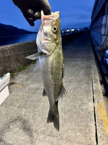 フッコ（マルスズキ）の釣果