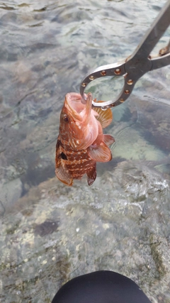 キジハタの釣果