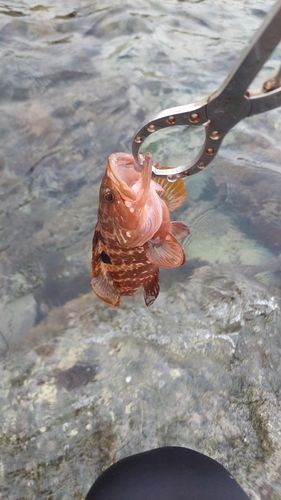 キジハタの釣果