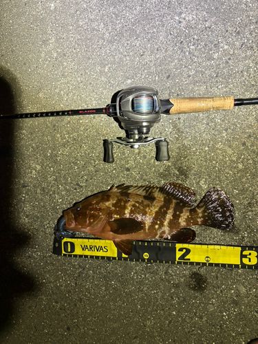 アコウの釣果