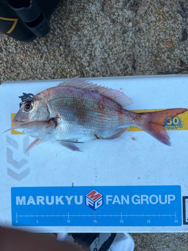 マダイの釣果