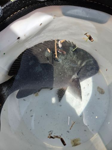 メジナの釣果
