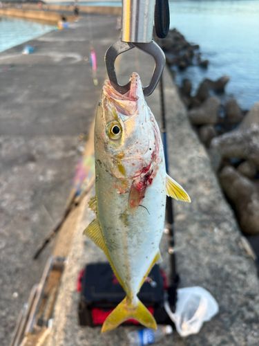 ヤズの釣果