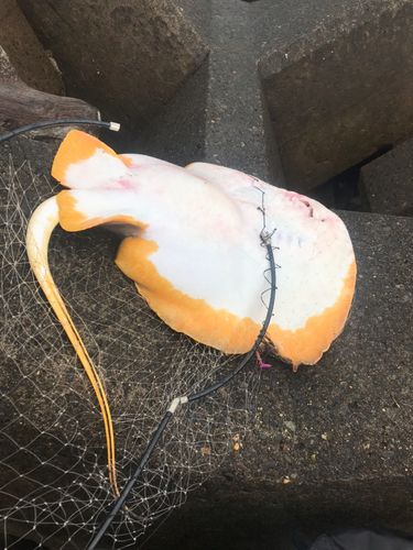 エイの釣果