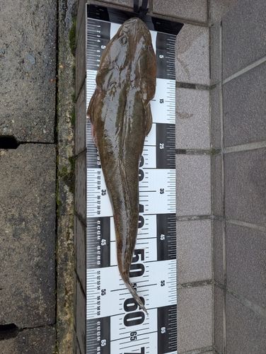 マゴチの釣果