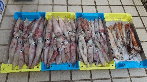 シロイカの釣果