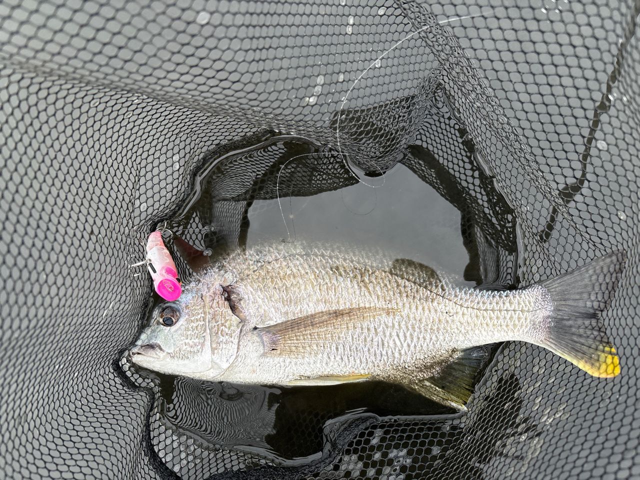 DAIWA 22アルファス SV TW 800S-XHLの最安値・インプレ・釣果 | 本音の