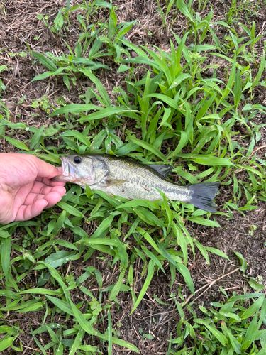 ラージマウスバスの釣果