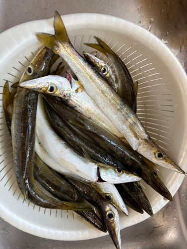 アカカマスの釣果