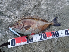アイゴの釣果