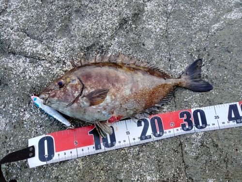 アイゴの釣果
