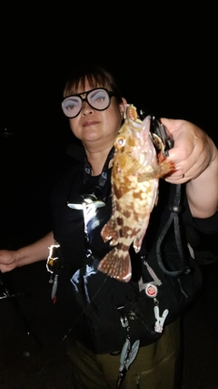 ガシラの釣果