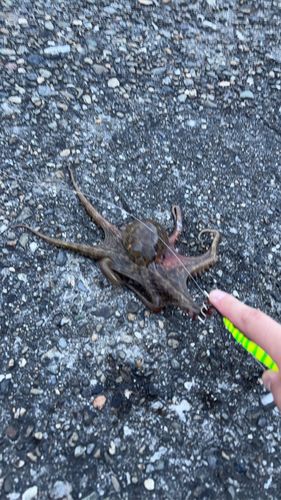 タコの釣果