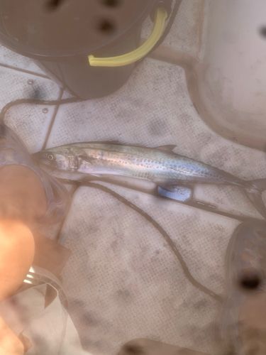 サゴシの釣果