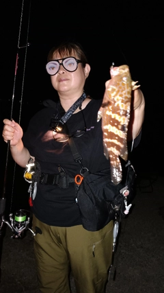 アコウの釣果