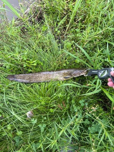 ナマズの釣果
