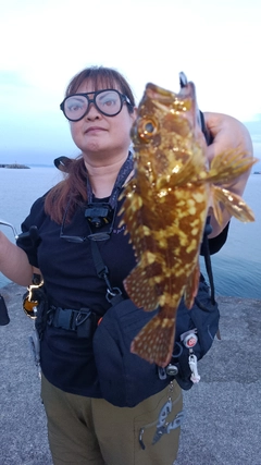 ガシラの釣果