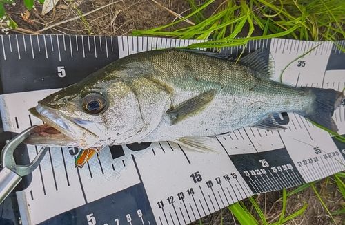 マルスズキの釣果