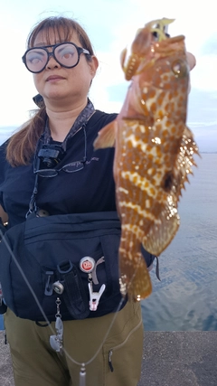 アコウの釣果