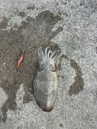 釣果