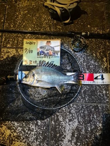 キチヌの釣果