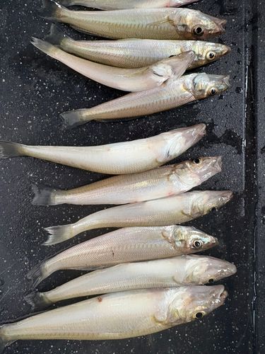 キスの釣果