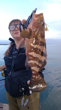 アコウの釣果
