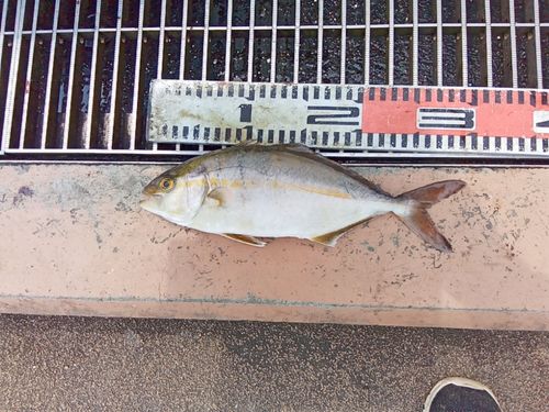 ショゴの釣果
