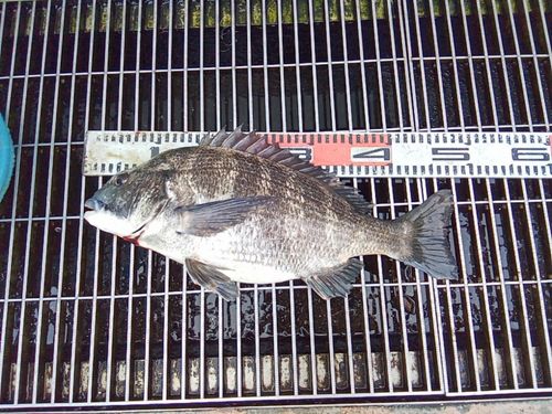 クロダイの釣果