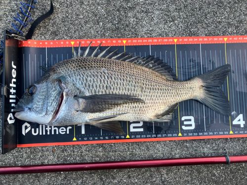 チヌの釣果