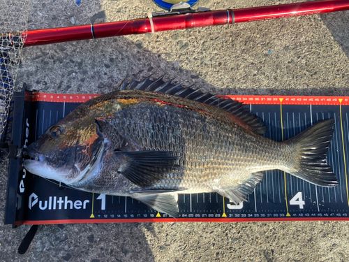 チヌの釣果