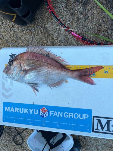 マダイの釣果