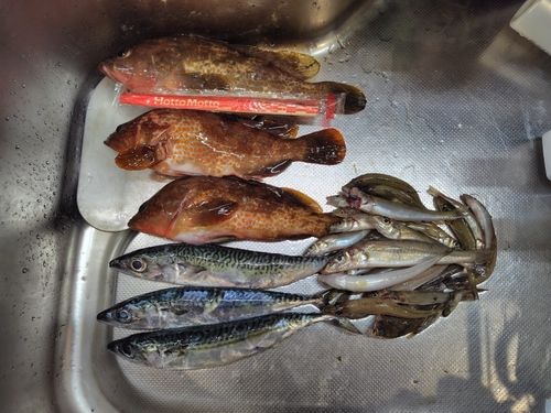 キジハタの釣果