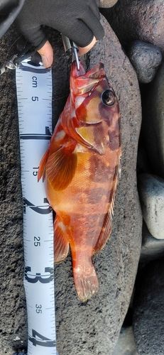 アカハタの釣果
