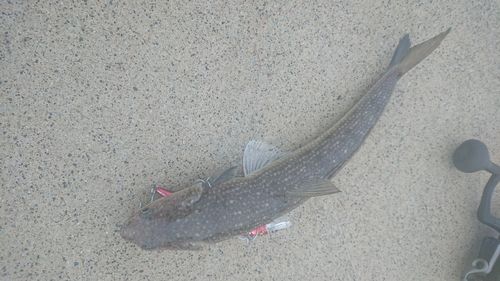 エソの釣果