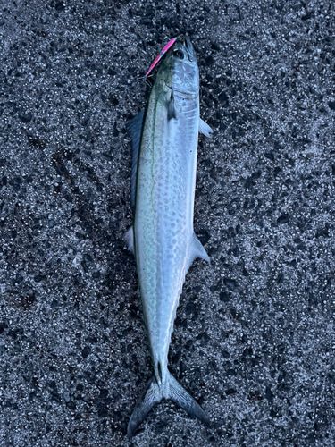 サゴシの釣果