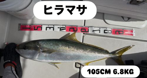 ヒラマサの釣果
