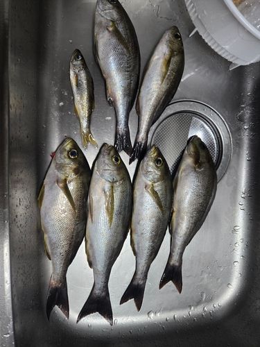 イサキの釣果
